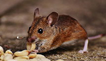 24 Hour & Emergency Exterminators in Lacey, WA